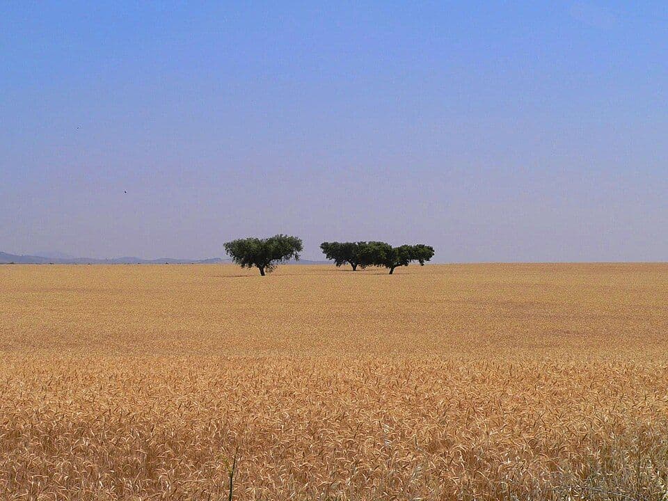 Planície alentejana de searas douradas com algumas árvores isoladas ao fundo