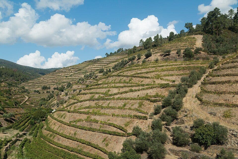 Encosta com vinhas em socalcos no vale do Douro, sob céu azul com nuvens